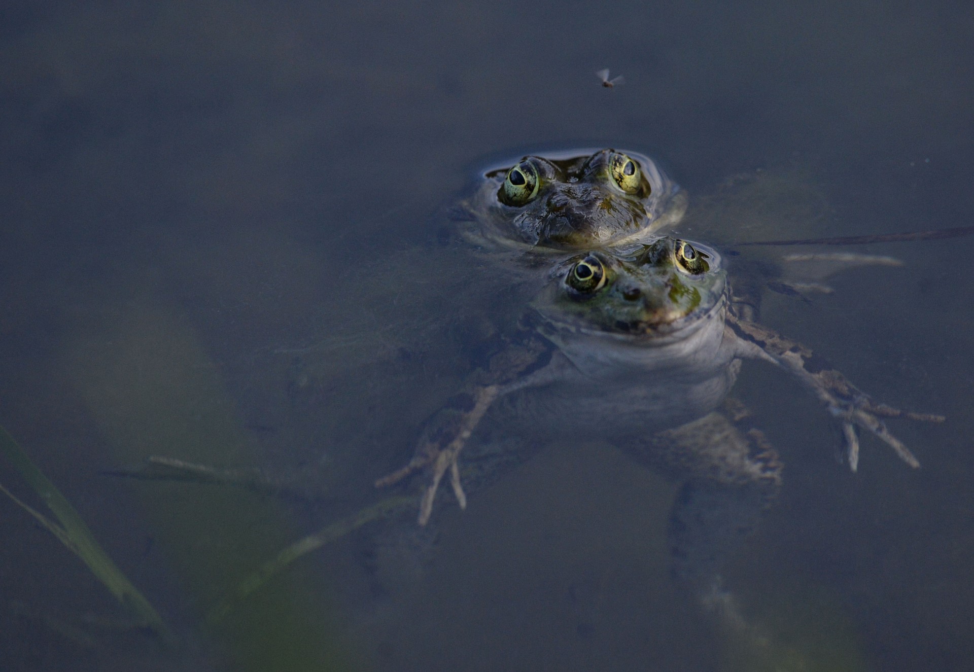 Z4_14-HUSEIN_ŠLJIVO_FROG_LOVE.jpg